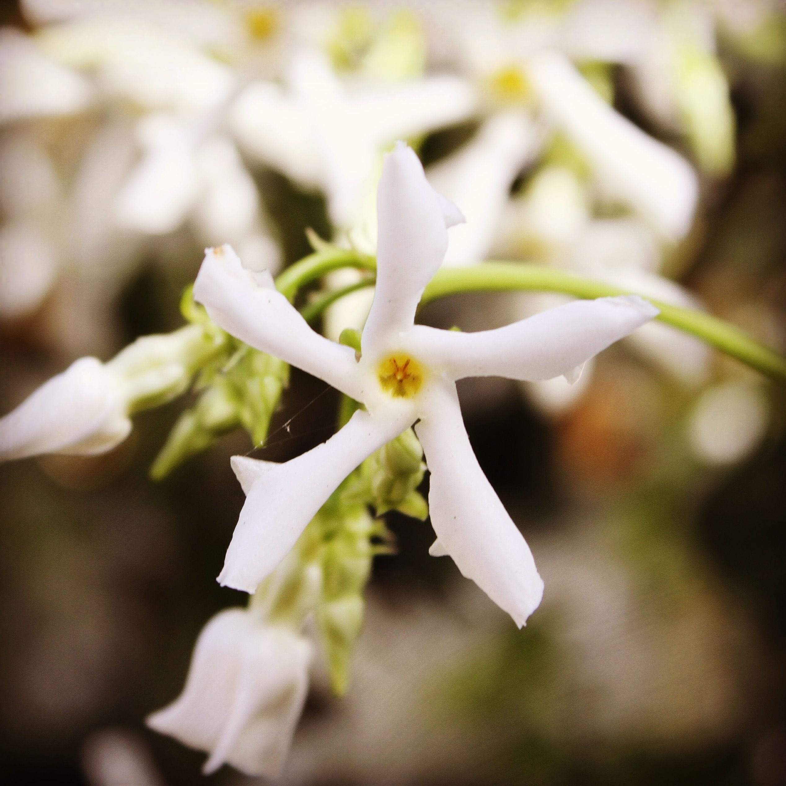 Dragon Phoenix Jasmine Pearls - Image 7