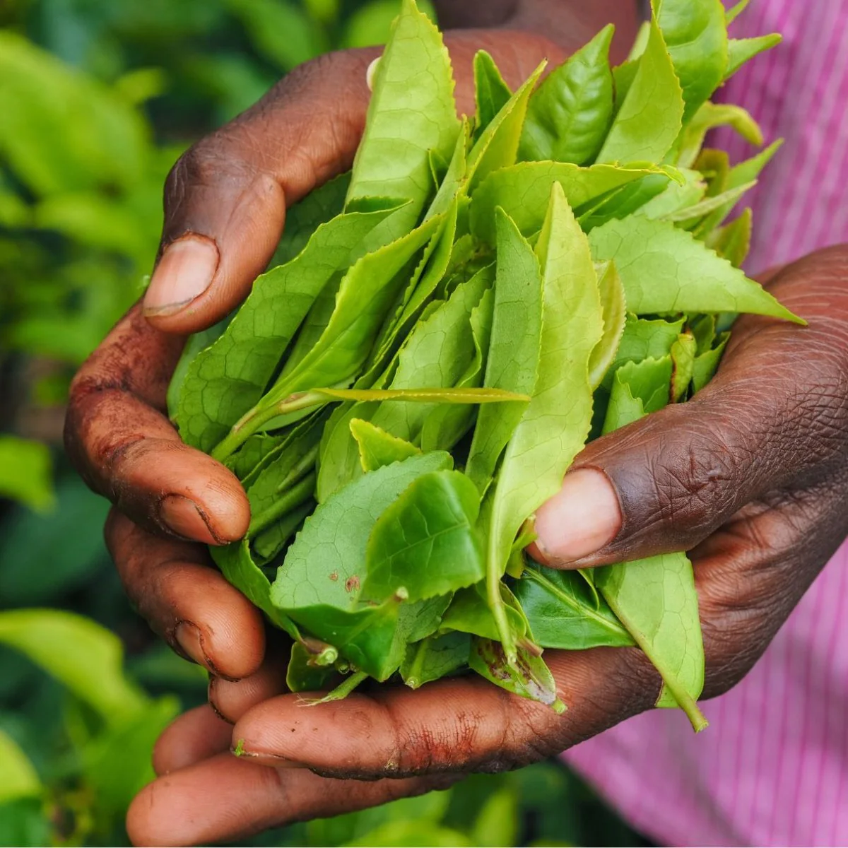 Ceylon Biodynamic Green Tea - Image 4